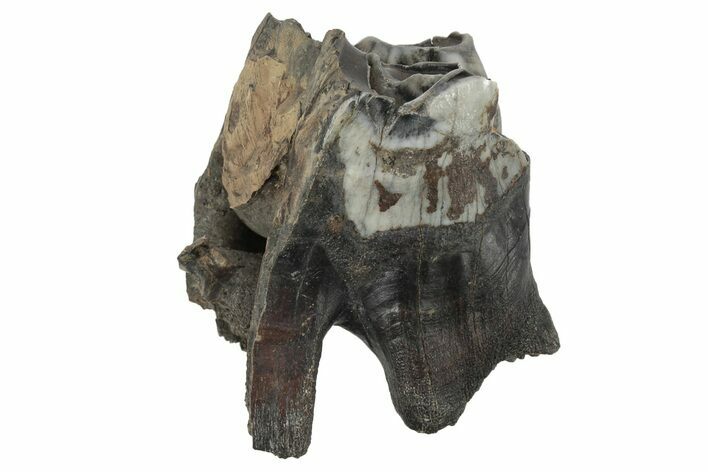 Fossil Woolly Rhino (Coelodonta) Tooth - Siberia #231058